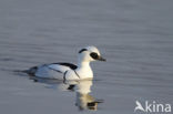 Smew (Mergellus albellus)