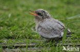 Arctic Tern (Sterna paradisaea)