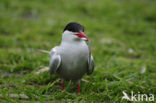 Arctic Tern (Sterna paradisaea)