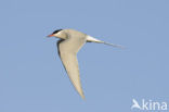 Arctic Tern (Sterna paradisaea)