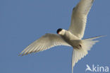 Arctic Tern (Sterna paradisaea)