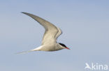 Arctic Tern (Sterna paradisaea)