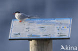 Arctic Tern (Sterna paradisaea)