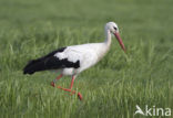 White Stork (Ciconia ciconia)