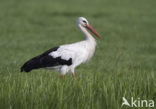 White Stork (Ciconia ciconia)
