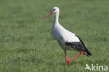 White Stork (Ciconia ciconia)