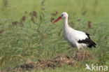 White Stork (Ciconia ciconia)