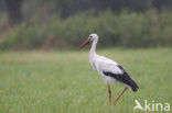 White Stork (Ciconia ciconia)