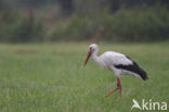 White Stork (Ciconia ciconia)