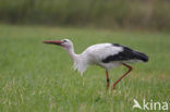 White Stork (Ciconia ciconia)