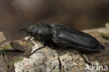 opaque sawyer (Asemum striatum)