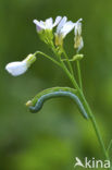 Oranjetipje (Anthocharis cardamines)