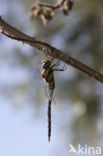 Paardenbijter (Aeshna mixta)