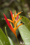 Paradijsvogelbloem (Strelitzia reginae)