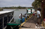 Parque nacional Tortuguero