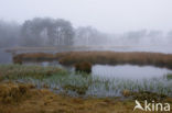 Purple Moor-grass (Molinia caerulea)