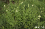 Common Meadow-rue (Thalictrum flavum)