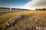 Polder de Biesbosch