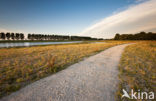 Polder de Biesbosch