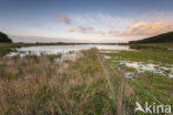 Polder de Biesbosch