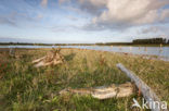 Polder de Biesbosch