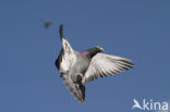 Postduif (Columba livia domestica)