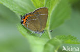 Black Hairstreak (Satyrium pruni)