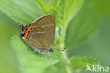 Black Hairstreak (Satyrium pruni)