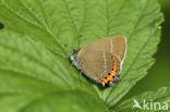 Black Hairstreak (Satyrium pruni)