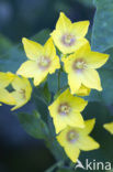 Dotted Loosestrife (Lysimachia punctata)