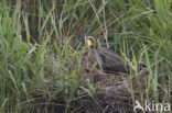 Purperreiger (Ardea purpurea) 