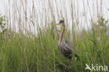 Purple Heron (Ardea purpurea)