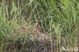 Purple Heron (Ardea purpurea)