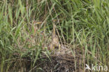 Purple Heron (Ardea purpurea)