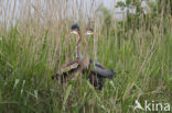 Purple Heron (Ardea purpurea)