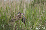 Purple Heron (Ardea purpurea)