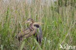 Purperreiger (Ardea purpurea) 