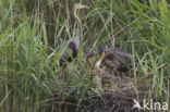 Purple Heron (Ardea purpurea)