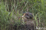 Purperreiger (Ardea purpurea) 