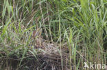 Purperreiger (Ardea purpurea) 