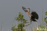 Purple Heron (Ardea purpurea)