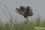 Purperreiger (Ardea purpurea) 