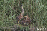 Purperreiger (Ardea purpurea) 