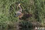 Purperreiger (Ardea purpurea) 