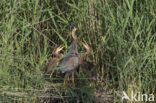 Purperreiger (Ardea purpurea) 