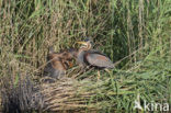 Purperreiger (Ardea purpurea) 