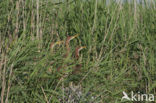 Purperreiger (Ardea purpurea) 