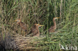 Purperreiger (Ardea purpurea) 