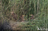 Purperreiger (Ardea purpurea) 