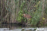 Purperreiger (Ardea purpurea) 